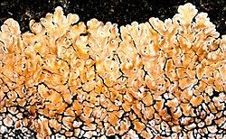 Attēlu rezultāti vaicājumam “Lecanora muralis”