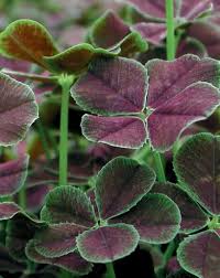 Attēlu rezultāti vaicājumam “Trifolium repens”