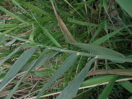 Attēlu rezultāti vaicājumam “Phragmites communis leaf”