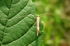 Attēlu rezultāti vaicājumam “Nematopogon sp.”