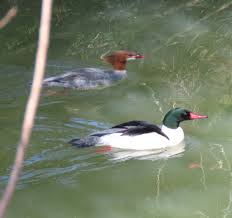 Attēlu rezultāti vaicājumam “Mergus merganser male”
