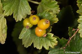 Attēlu rezultāti vaicājumam “Laburnum alpinum fruit”