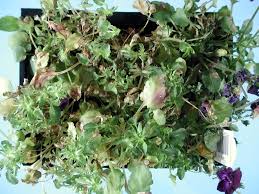 Attēlu rezultāti vaicājumam “Viola epipsila leaf”