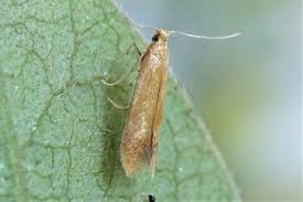 Attēlu rezultāti vaicājumam “Tischeria ekebladella”