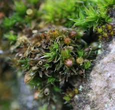 Attēlu rezultāti vaicājumam “Orthotrichum diaphanum sporophyte”