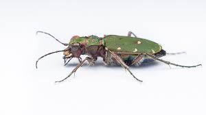Attēlu rezultāti vaicājumam “Cicindela campestris imago”