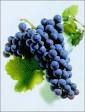 Deutsche Weine | Blauer Lemberger