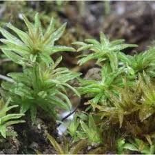Attēlu rezultāti vaicājumam “Atrichum flavisetum sporophyte”