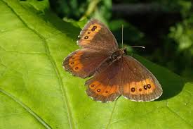 Attēlu rezultāti vaicājumam “Erebia ligea”