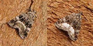 Attēlu rezultāti vaicājumam “Protodeltote pygarga”