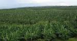Cavendish Banana Plantation products, buy Cavendish Banana ...