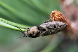 Attēlu rezultāti vaicājumam “Prosternon tessellatum”