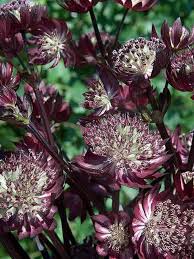 Attēlu rezultāti vaicājumam “Astrantia major leaf”
