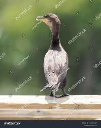 Image result for Phalacrocorax auritus