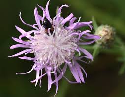 Attēlu rezultāti vaicājumam “Centaurea stoebe flower”