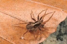 Attēlu rezultāti vaicājumam “Lycosidae”