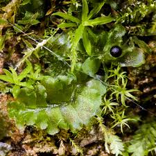 Attēlu rezultāti vaicājumam “Fossombronia wondraczekii sporophyte”