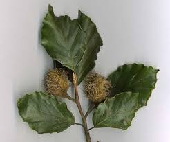Attēlu rezultāti vaicājumam “Fagus sylvatica leaf”