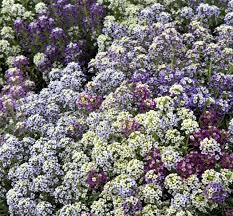 Image result for Alyssum diffusum
