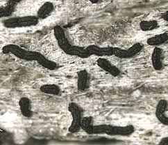 Attēlu rezultāti vaicājumam “Opegrapha atra”