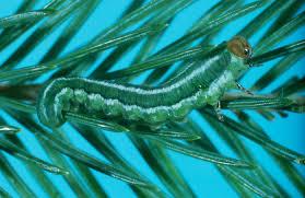 Attēlu rezultāti vaicājumam “Gilpinia”