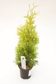 Attēlu rezultāti vaicājumam “Thuja occidentalis”