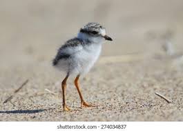 Attēlu rezultāti vaicājumam “Charadrius hiaticula”