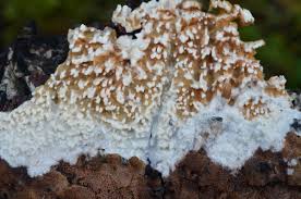 Attēlu rezultāti vaicājumam “Basidioradulum radula”