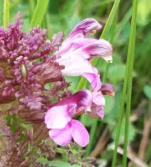 Attēlu rezultāti vaicājumam “Pedicularis palustris subsp. opsiantha”