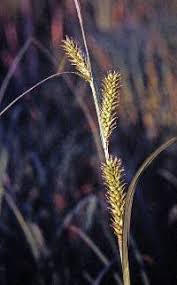 Attēlu rezultāti vaicājumam “Carex atherodes”