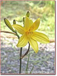 Attēlu rezultāti vaicājumam “Hemerocallis lilioasphodelus”