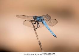 Attēlu rezultāti vaicājumam “Orthetrum brunneum”