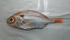 Image result for Pagellus bogaraveo