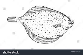 Image result for Liopsetta glacialis