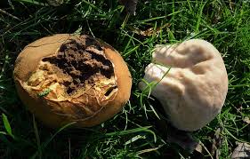 Attēlu rezultāti vaicājumam “Calvatia utriformis”