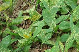 Attēlu rezultāti vaicājumam “Puccinia sessilis”