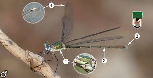 Attēlu rezultāti vaicājumam “Chalcolestes viridis”