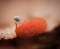 Attēlu rezultāti vaicājumam “Physarum murinum spores”