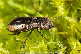 Attēlu rezultāti vaicājumam “Notiophilus biguttatus”