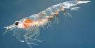 Penguins of the Antarctic ~ Krill: Cornerstone of the Antarctic ...