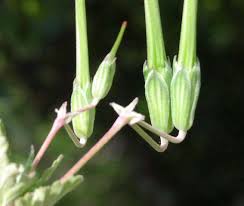 Attēlu rezultāti vaicājumam “Erodium cicutarium fruit”