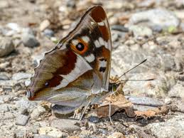 Attēlu rezultāti vaicājumam “Apatura iris underside”