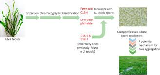 Attēlu rezultāti vaicājumam “Badhamia flavoglauca spores”