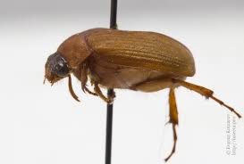 Attēlu rezultāti vaicājumam “Serica brunnea”