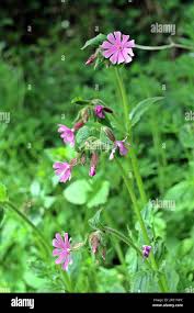 Attēlu rezultāti vaicājumam “Silene dioica flower”