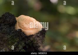 Attēlu rezultāti vaicājumam “Fuligo luteonitens macro”