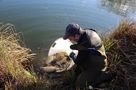 Image result for Runnymede Angling Association