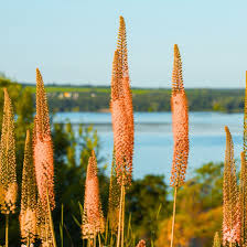 Image result for Steppenkerze