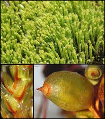 Attēlu rezultāti vaicājumam “Philonotis fontana”