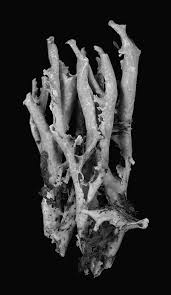 Attēlu rezultāti vaicājumam “Cetraria sepincola”